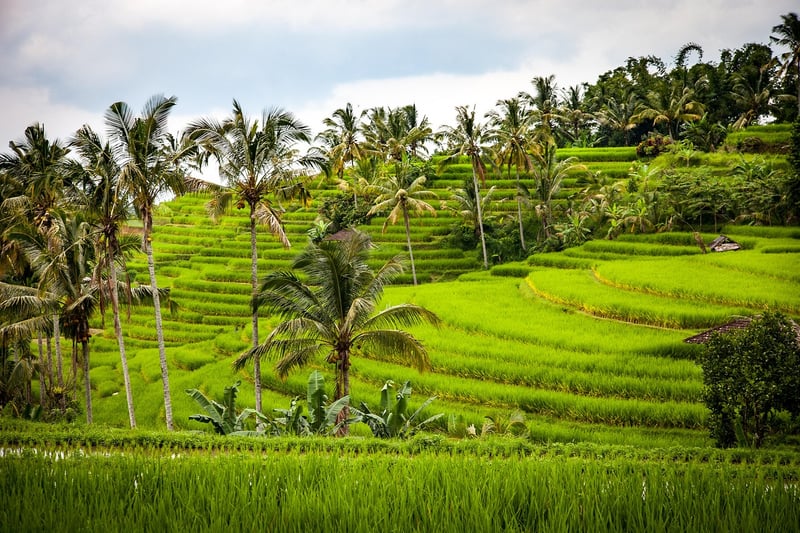 Bali Rice Terrace